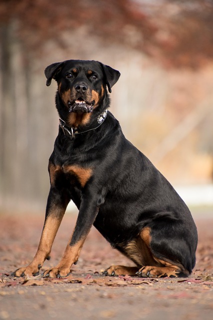 pet-sitting-640x480-12539720.jpeg