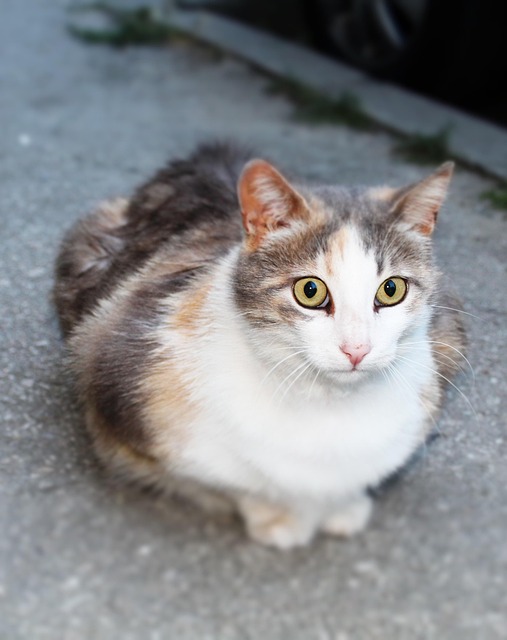 pet-sitting-640x480-13204390.jpeg
