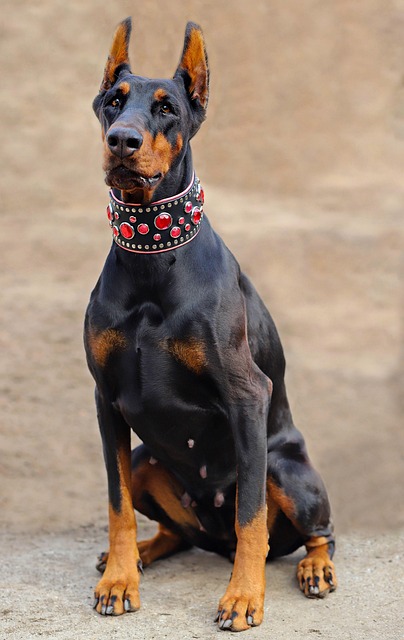 pet-sitting-640x480-13671147.jpeg