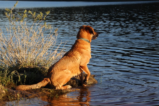 pet-sitting-640x480-14640317.jpeg