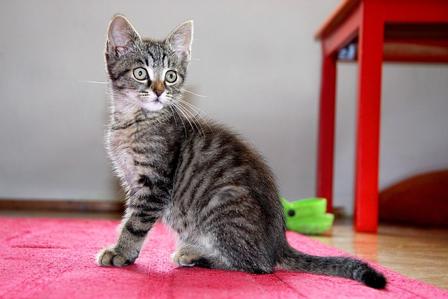 pet-sitting-640x480-1527028.jpeg