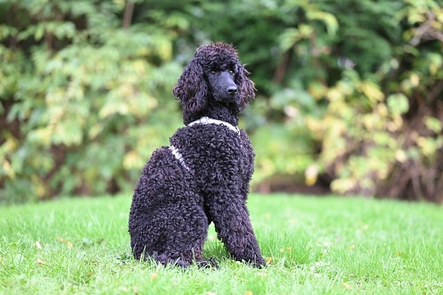 pet-sitting-640x480-15889276.jpeg