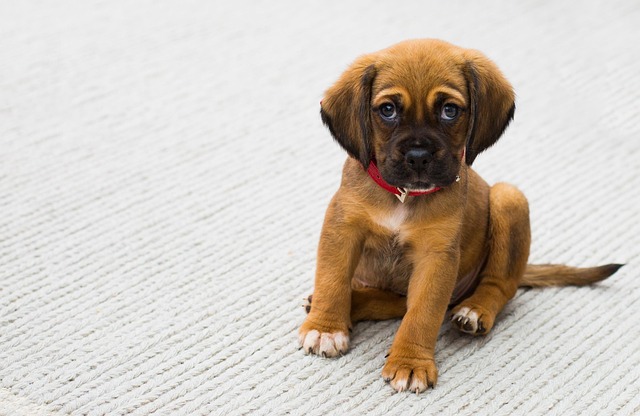 pet-sitting-640x480-15894217.jpeg