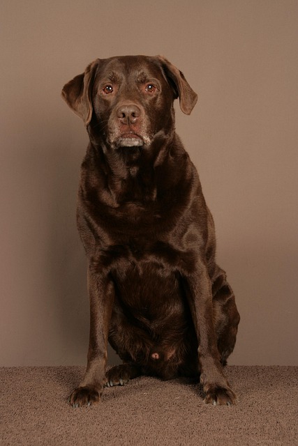 pet-sitting-640x480-18153410.jpeg