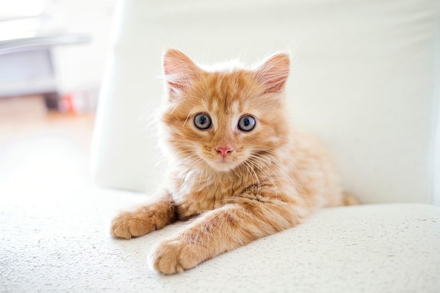 pet-sitting-640x480-23587369.jpeg