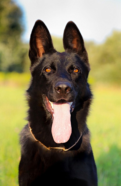pet-sitting-640x480-24525238.jpeg