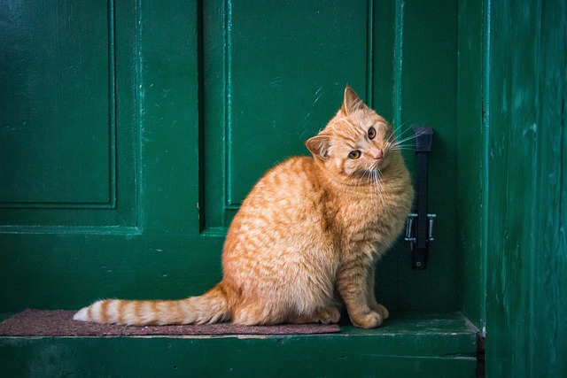 pet-sitting-640x480-26823716.jpeg