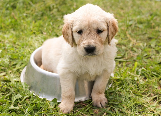 pet-sitting-640x480-27249457.jpeg