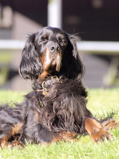 pet-sitting-640x480-27600808.jpeg