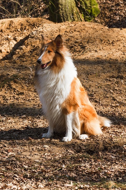 pet-sitting-640x480-27769647.jpeg