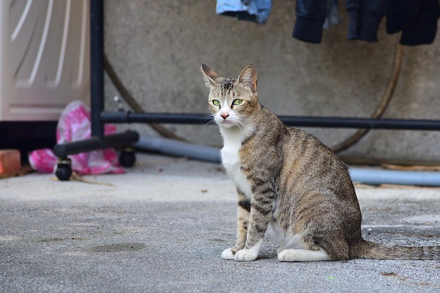 pet-sitting-640x480-27818776.jpeg