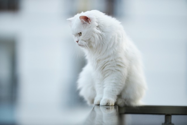 pet-sitting-640x480-30508869.jpeg