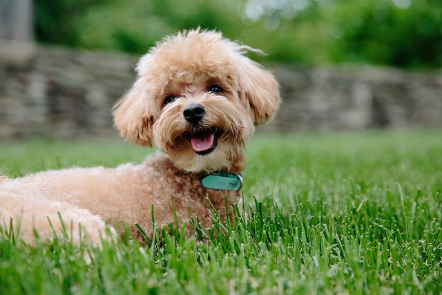 pet-sitting-640x480-33237724.jpeg