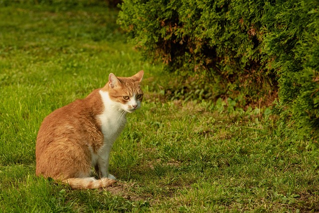 pet-sitting-640x480-34397854.jpeg