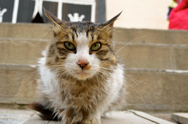 pet-sitting-640x480-36783580.jpeg