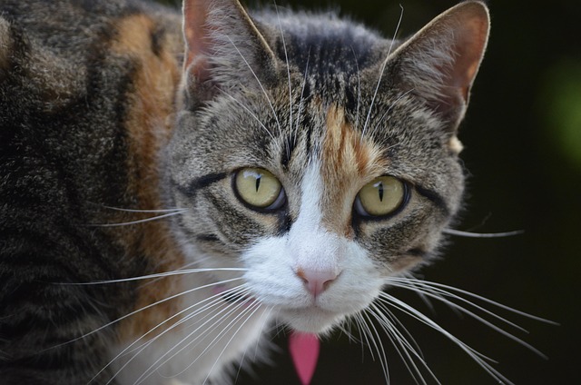 pet-sitting-640x480-37487651.jpeg