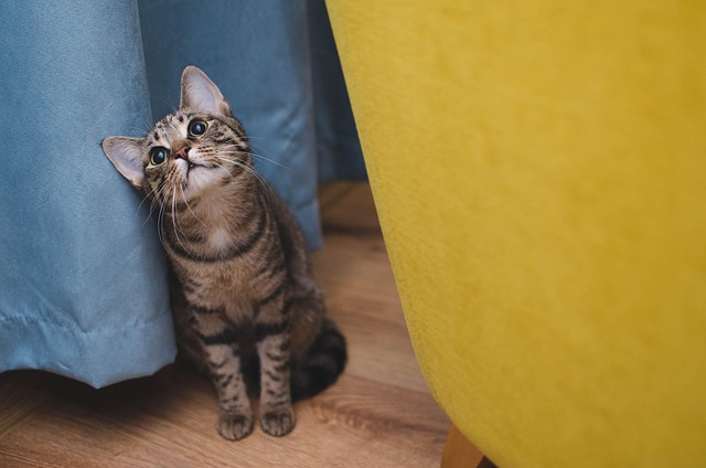 pet-sitting-640x480-39746604.jpeg