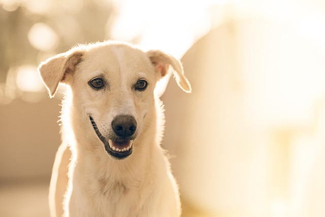 pet-sitting-640x480-40059873.jpeg