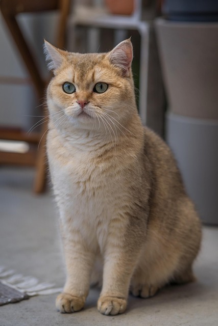 pet-sitting-640x480-43485525.jpeg