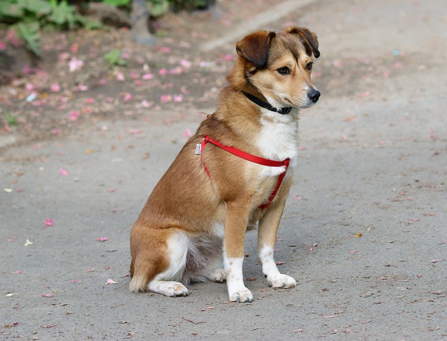 pet-sitting-640x480-44617276.jpeg