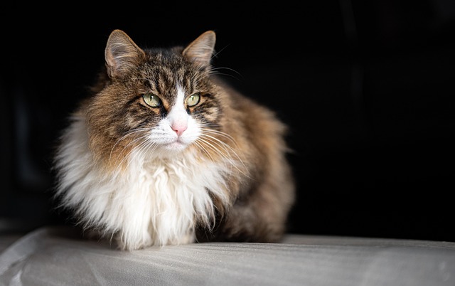pet-sitting-640x480-47287911.jpeg