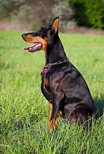 pet-sitting-640x480-4777703.jpeg