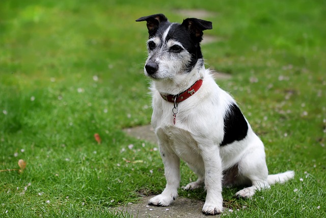 pet-sitting-640x480-48403242.jpeg