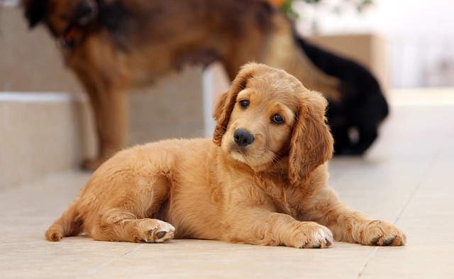 pet-sitting-640x480-49142469.jpeg