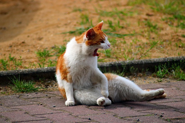 pet-sitting-640x480-50892669.jpeg