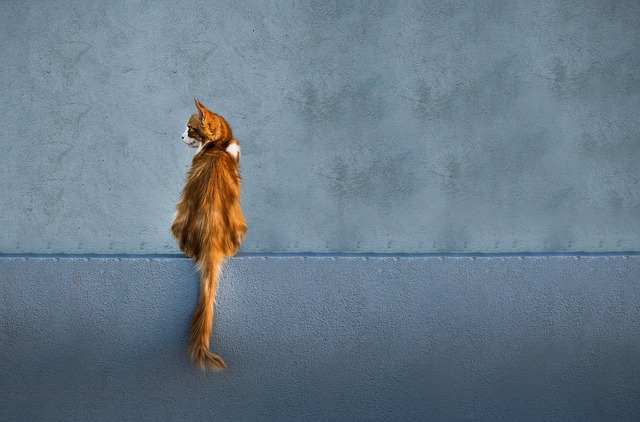 pet-sitting-640x480-5207.jpeg