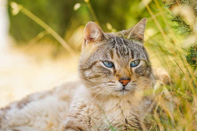 pet-sitting-640x480-52746861.jpeg