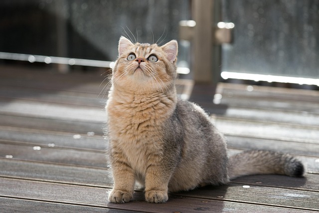 pet-sitting-640x480-55503572.jpeg