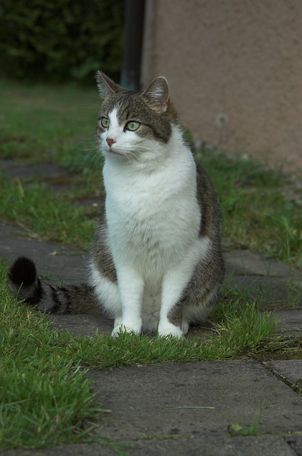 pet-sitting-640x480-55931895.jpeg