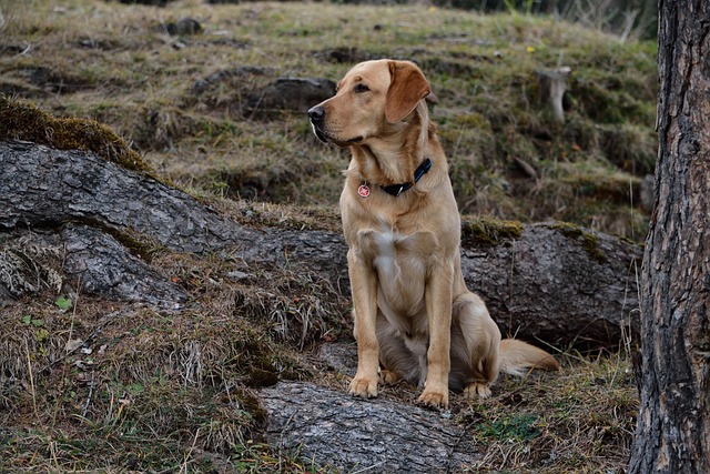 pet-sitting-640x480-57595196.jpeg