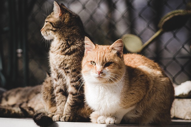 pet-sitting-640x480-58831764.jpeg