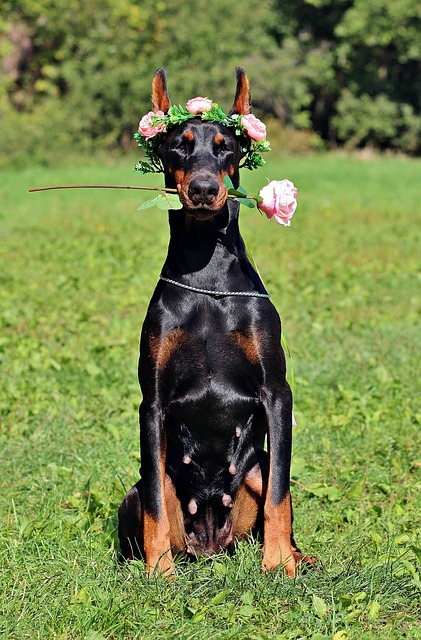 pet-sitting-640x480-62326340.jpeg