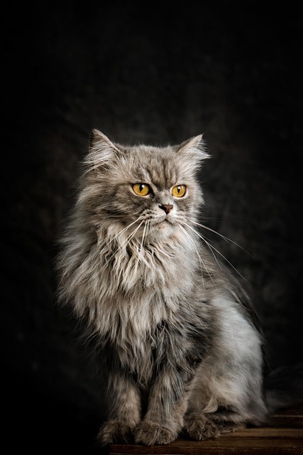 pet-sitting-640x480-63450196.jpeg