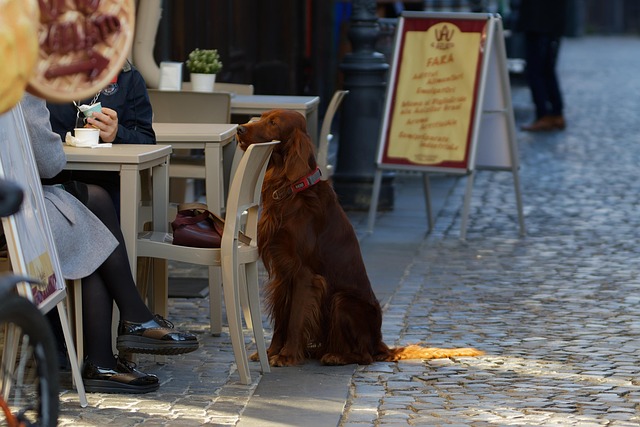pet-sitting-640x480-63556395.jpeg