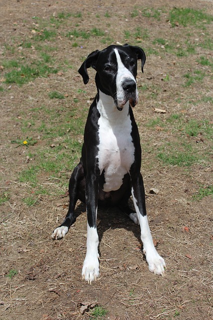 pet-sitting-640x480-63565998.jpeg