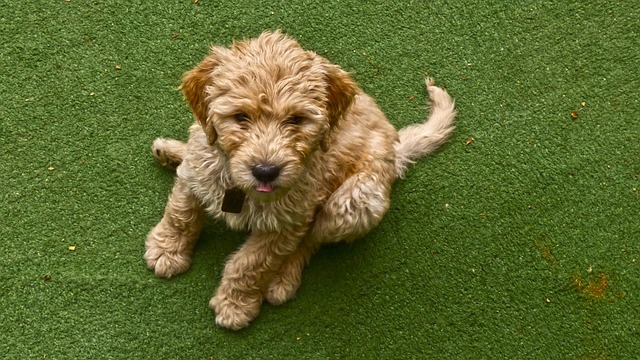 pet-sitting-640x480-66992295.jpeg