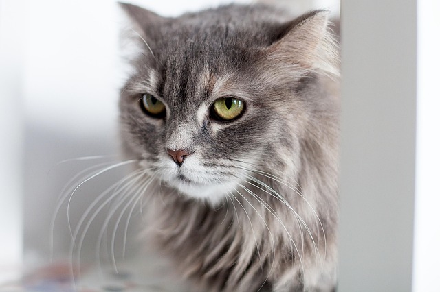 pet-sitting-640x480-68173895.jpeg