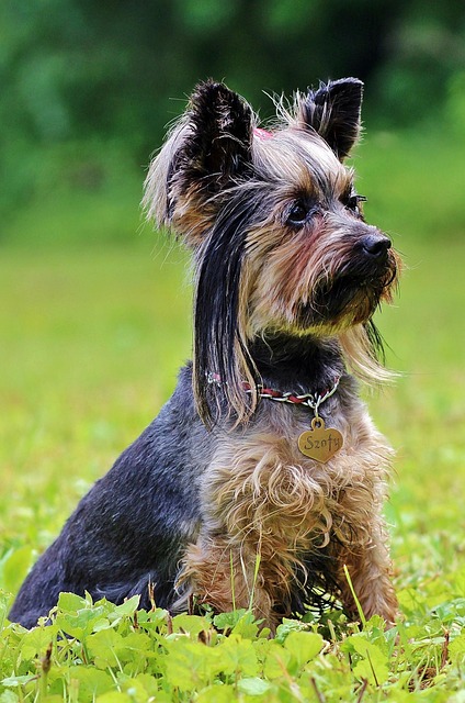 pet-sitting-640x480-68758961.jpeg