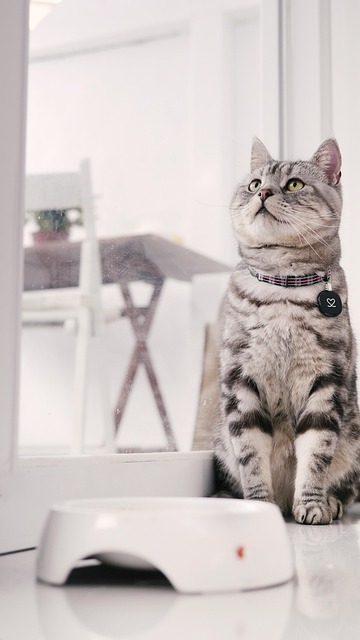 Pet Sitting