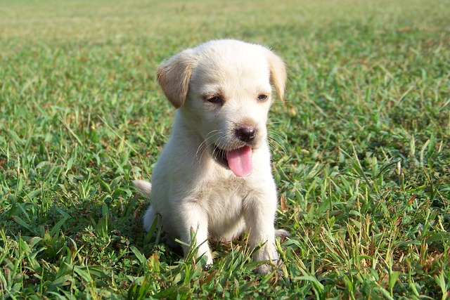 pet-sitting-640x480-69896480.jpeg