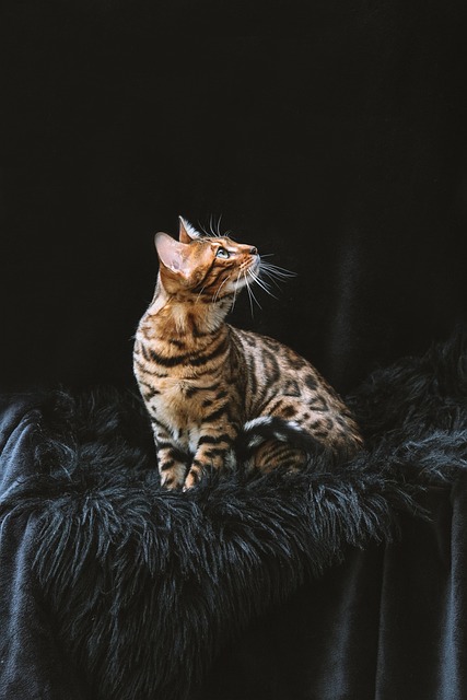 pet-sitting-640x480-72225385.jpeg