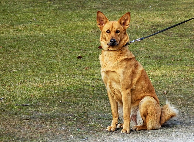 pet-sitting-640x480-73980243.jpeg