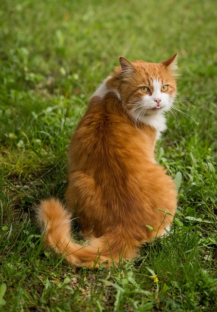 pet-sitting-640x480-8187883.jpeg