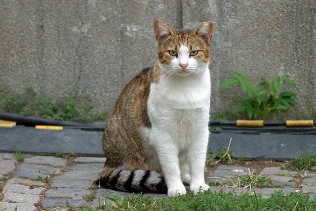pet-sitting-640x480-82728915.jpeg