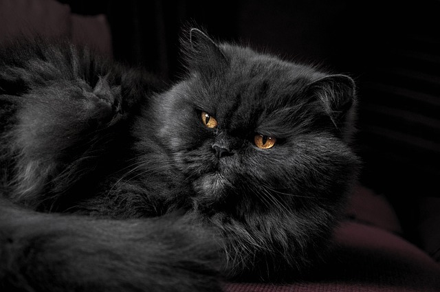 pet-sitting-640x480-83066443.jpeg