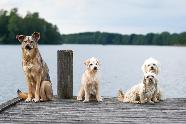 pet-sitting-640x480-84849610.jpeg